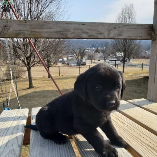 Jake, Black Labrador Retriever Puppy